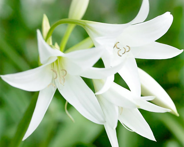 Impressive & Statuesque: All about growing Crinums!