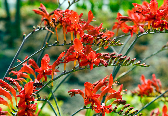 Crocosmia: a vibrant, easy to grow summer garden jewel