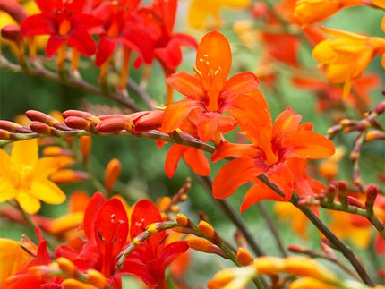 Crocosmias add Warm Colour to your Summer Border