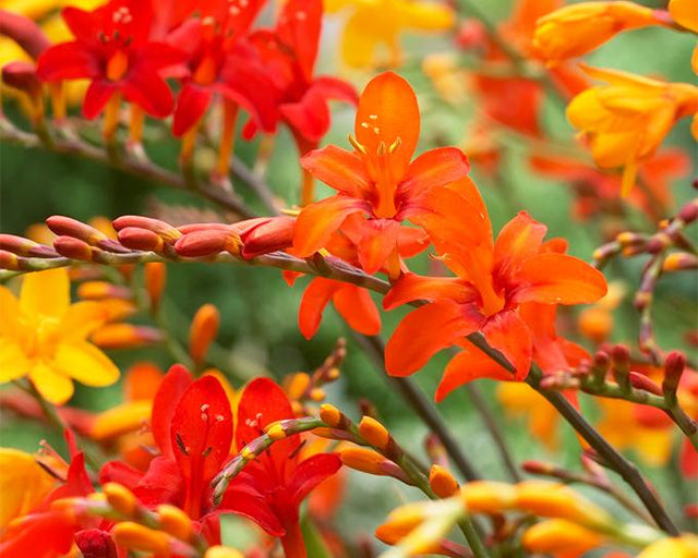 Crocosmias add Warm Colour to your Summer Border