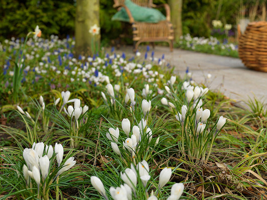 Crocus Bulbs: Growing and Forcing