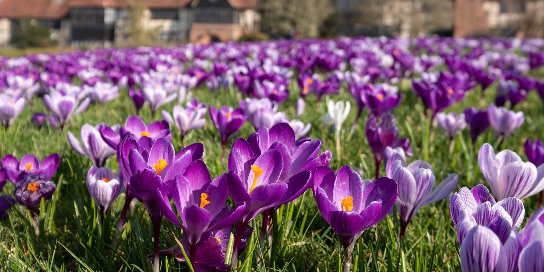 10 reasons why you should grow Crocus bulbs — Farmer Gracy UK