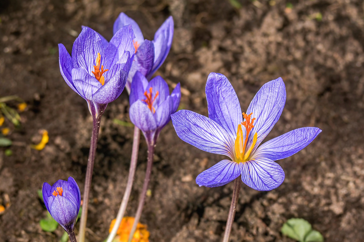 Crocus speciosus planting instructions / How to plant Crocus speciosus ...