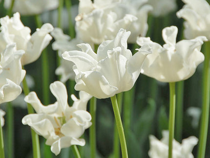 A New Look at Tulips with Exclusive Crown Tulips