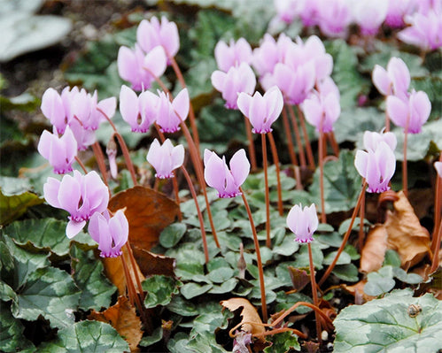 All about Cyclamen hederifolium