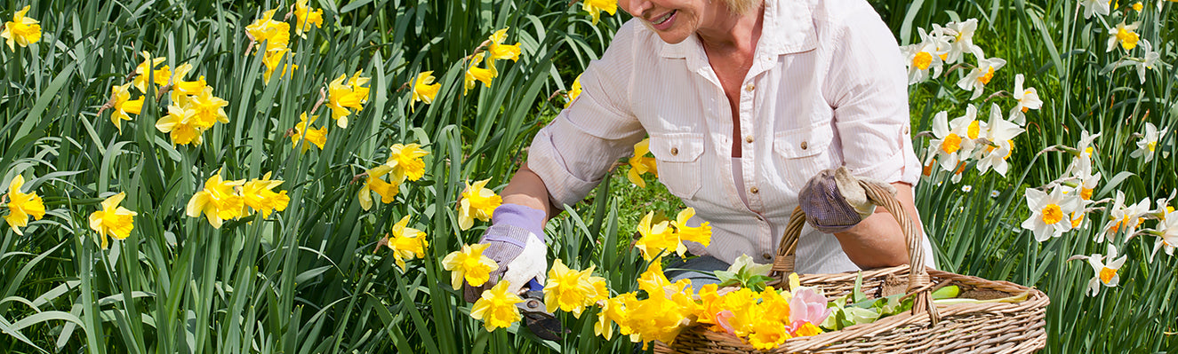 All you need to know about daffodils and narcissi