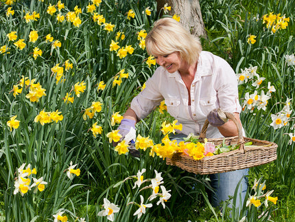 All you need to know about daffodils and narcissi