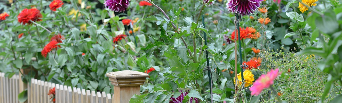 Top 30 most asked Dahlia questions—answered