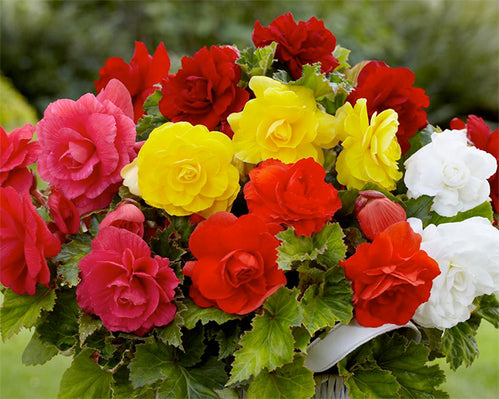 Double the Beauty with Double Begonias