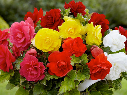 Double the Beauty with Double Begonias