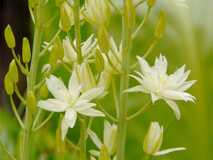 All about Camassia leichtlinii ‘Semiplena’