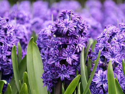 Double Hyacinths Make a Historic Comeback