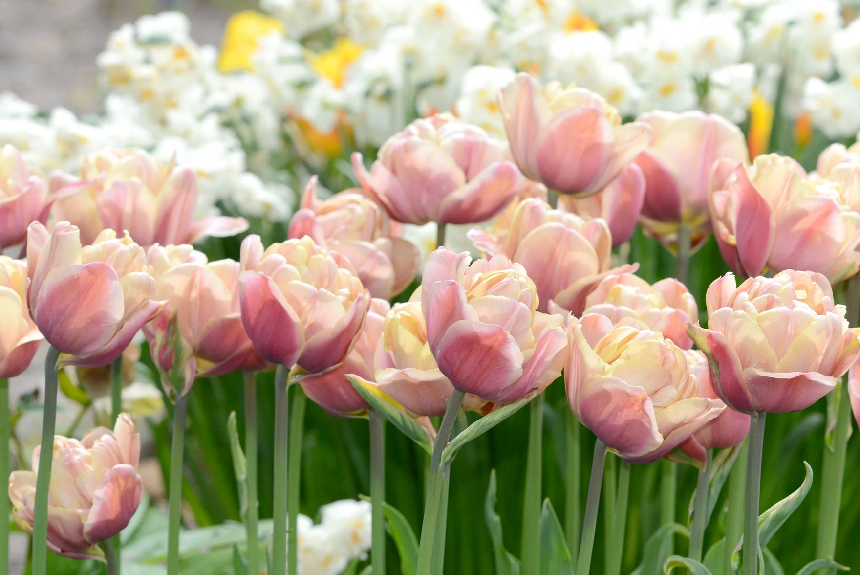 Top 10 Double Tulip varieties for UK gardens — Farmer Gracy