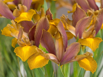 Dutch Iris: Our New Hybrids are Awesome!
