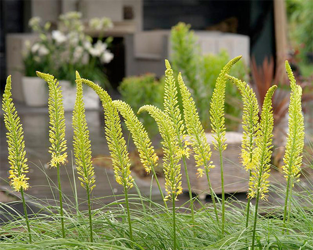 Grow Eremurus (Foxtail Lilies) for a Stunning Summer