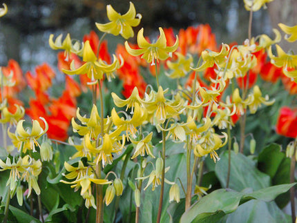 Erythroniums! All about Erythronium Bulbs