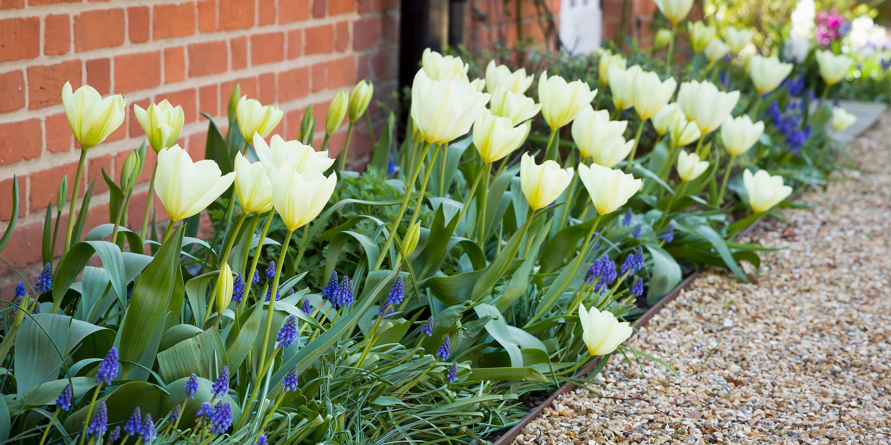 The best Springflowering Bulbs to plant in Autumn in the UK 🇬🇧