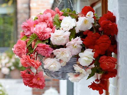 Fragrant Begonias for Scented Hanging Baskets