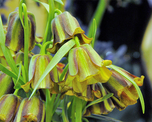 All about Fritillaria acmopetala