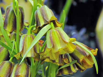 All about Fritillaria acmopetala