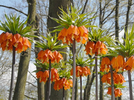 The Lordly 'Crown Imperial' or 'Fritillaria imperialis' - Some Truly Epic History