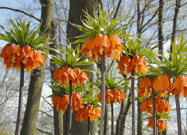 The Lordly 'Crown Imperial' or 'Fritillaria imperialis' - Some Truly Epic History