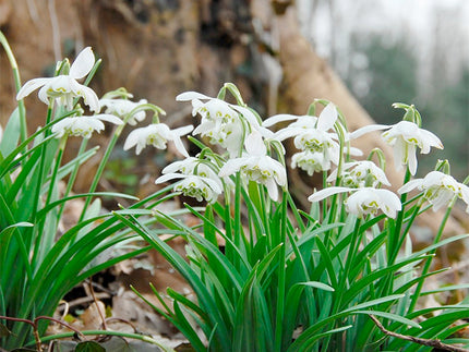 Gorgeous Snowdrops (Galanthus) to Fall in Love With