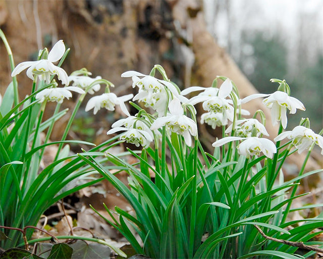 Gorgeous Snowdrops (Galanthus) to Fall in Love With