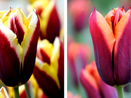 Tulip Gavota and Tulip Slawa - a Story to Tell