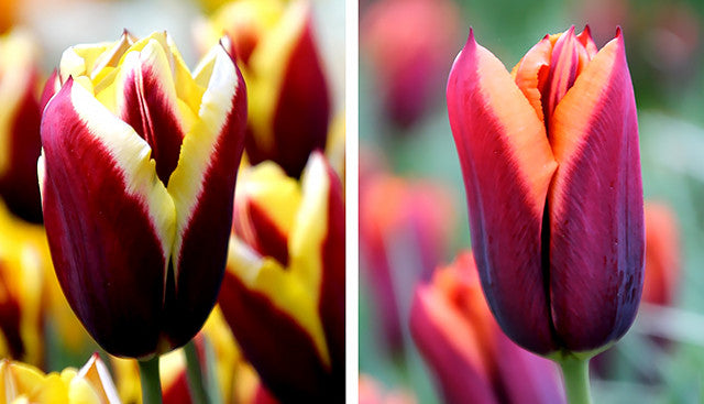 Tulip Gavota and Tulip Slawa - a Story to Tell