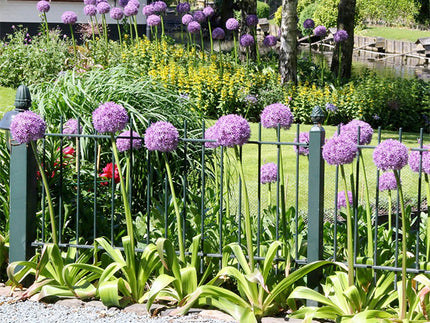 The four most impressive Giant Alliums for your Garden