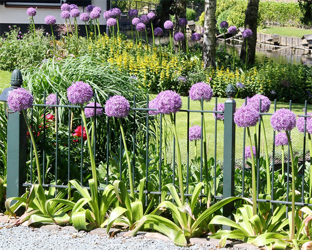 The four most impressive Giant Alliums for your Garden