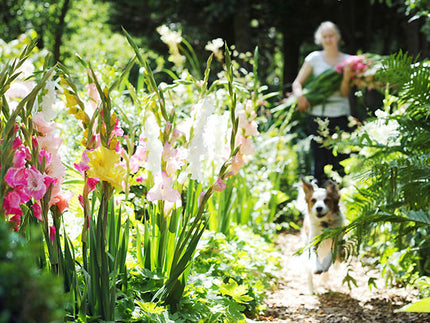 Glad to have 'em in your garden: All about Gladioli Corms