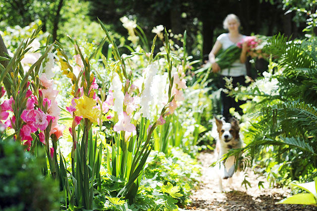 Glad to have 'em in your garden: All about Gladioli Corms