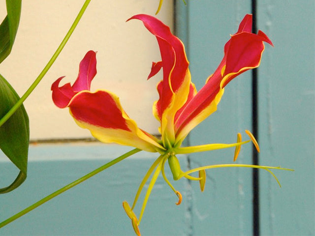 Gloriosa – Gloriously Coloured Exotic Climber