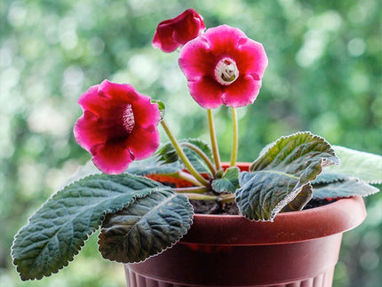 Gloxinias! All about Gloxinia Tubers