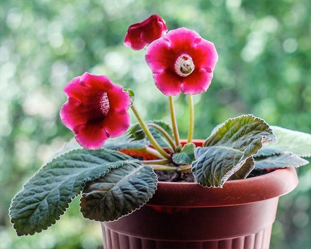 Gloxinias! All about Gloxinia Tubers