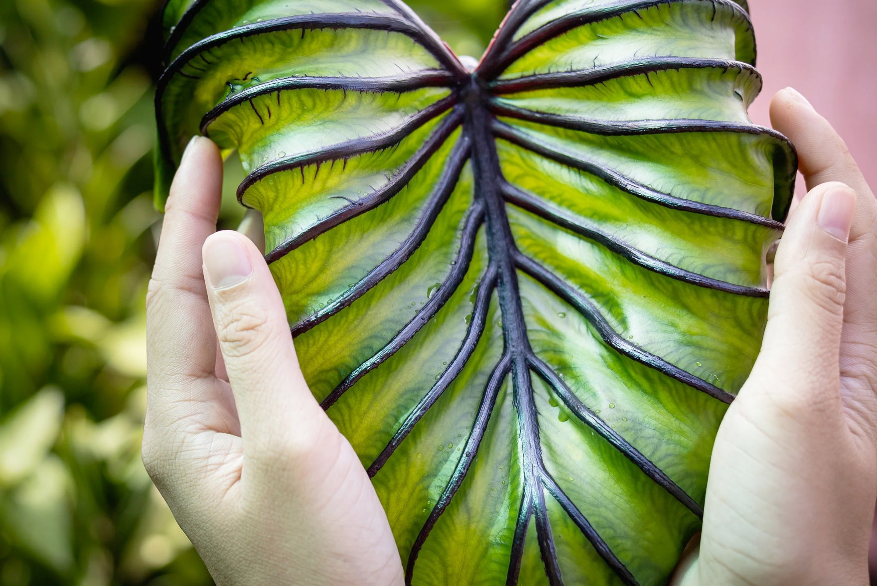 Growing tropical bulbs, all you need to know — Farmer Gracy