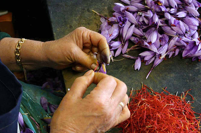 All about growing saffron from Crocus sativus bulbs