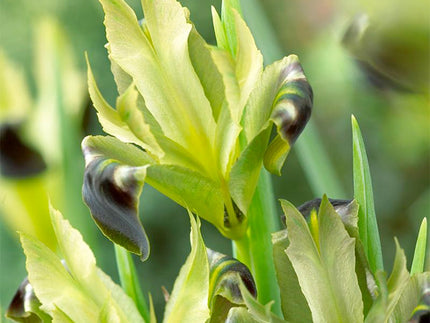 All about Hermodactylus tuberosus (or Iris tuberosa)