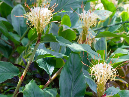 All about growing Hedychiums (Ginger Lilies)