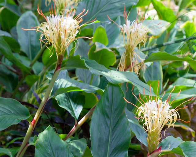 All about growing Hedychiums (Ginger Lilies)