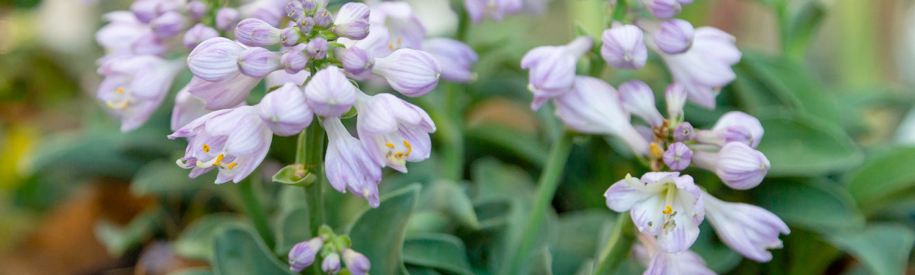 Hostas — The perfect foliage plants
