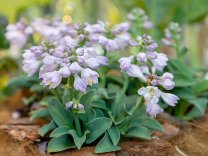 Hostas — The perfect foliage plants