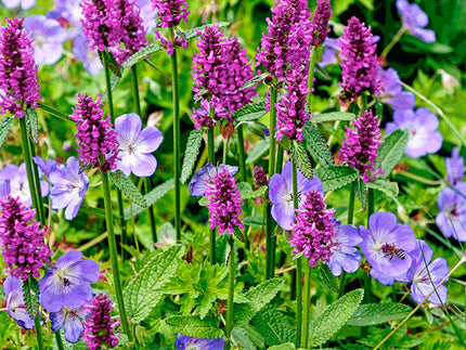 How to grow perfect Perennials from Bare Roots
