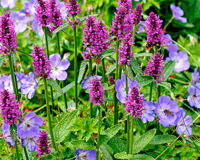 How to grow perfect Perennials from Bare Roots