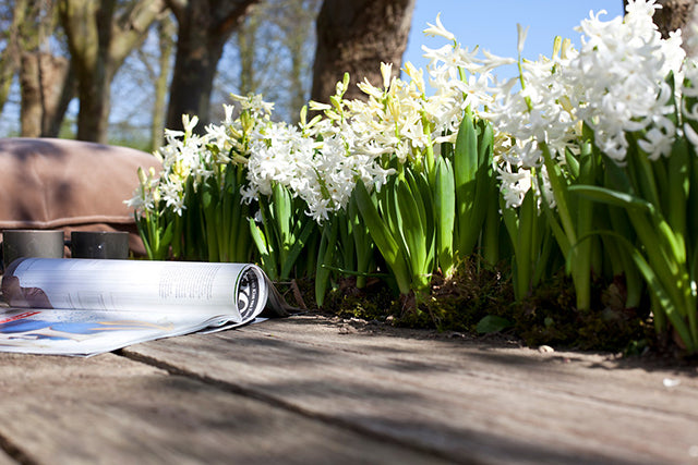 Turning Your Hyacinths Into Perennial Pleasures