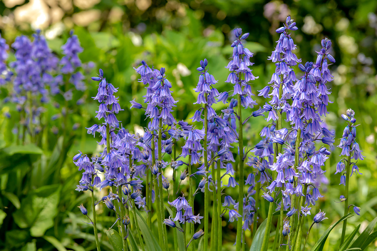 Hyacinthoides planting instructions / How to plant Hyacinthoides bulbs
