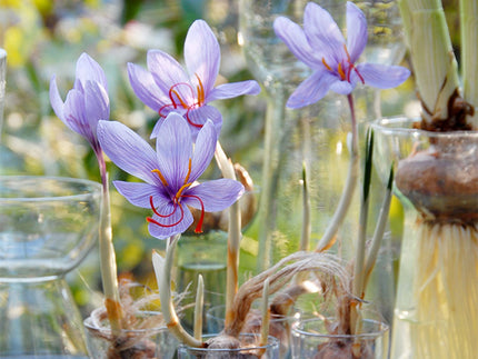 Flower Bulbs to grow indoors in Autumn & Winter