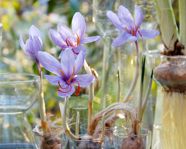 Flower Bulbs to grow indoors in Autumn & Winter